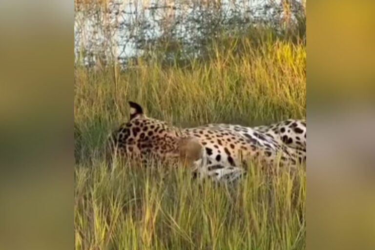 onca-pintada-deixa-marra-de-lado-e-faz-pose-de-gatinha-para-turistas