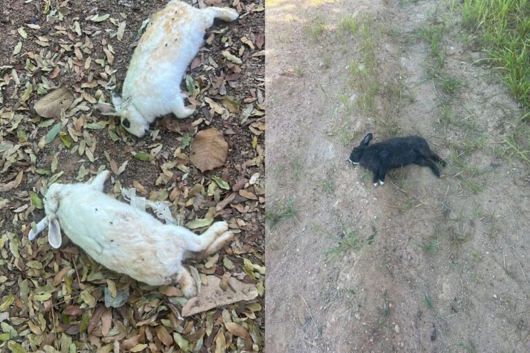 29-coelhos-sao-encontrados-mortos-na-apae-de-peixoto-de-azevedo
