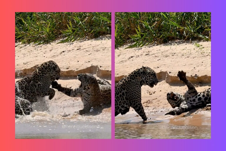 onca-se-recusa-a-acasalar-e-derruba-macho-no-pantanal