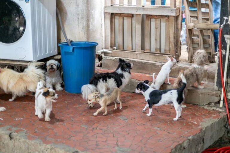 Abrigo lota após acolher animais resgatados de canil clandestino em Cuiabá; veja como adotar abrigo-lota-apos-acolher-animais-resgatados-de-canil-clandestino-em-cuiaba;-veja-como-adotar