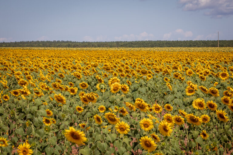 Primavera chega com chuvas acima da média e calor em MT; veja previsão primavera-chega-com-chuvas-acima-da-media-e-calor-em-mt;-veja-previsao