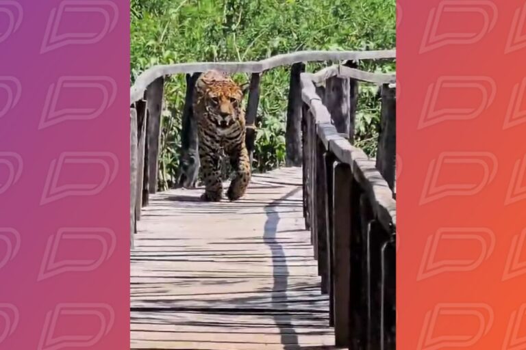 Onça é flagrada andando em corredores de pousada no Pantanal de MT onca-e-flagrada-andando-em-corredores-de-pousada-no-pantanal-de-mt