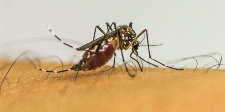 infeccoes-por-aedes-aegypti-elevam-risco-de-complicacoes-no-parto