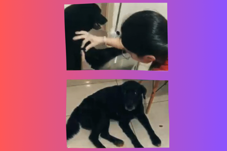 homem-e-preso-por-atirar-contra-cachorro-que-teria-abatido-ovelhas-em-canarana