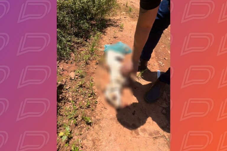suspeito-de-espancar-cachorro-ate-a-morte-em-varzea-grande-e-solto-no-mesmo-dia-da-prisao