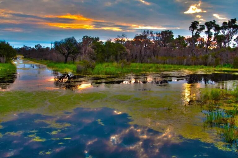 pre-cop-30-bioma-pantanal-ocorre-nesta-terca-feira-em-campo-grande