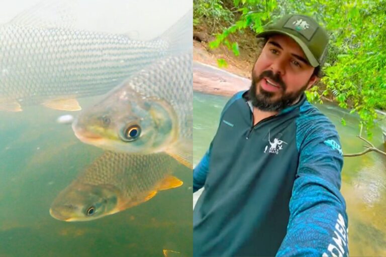 pescador-registra-migracao-subaquatica-de-cardume-contra-correnteza-em-ms