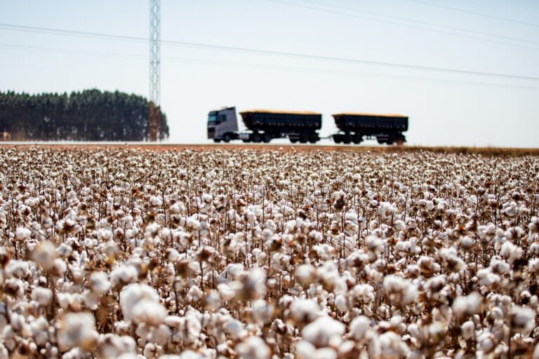 mato-grosso-consolida-lideranca-e-encerra-safra-de-algodao-com-crescimento-de-8%