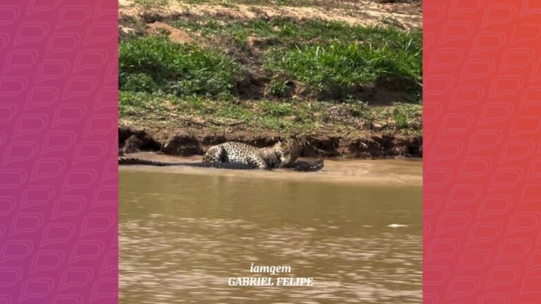 ataque-fulminante:-onca-caca-jacare-em-segundos-no-pantanal
