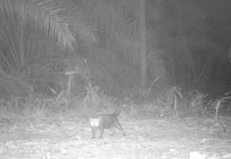 raro-e-discreto,-cachorro-vinagre-e-simbolo-de-esperanca-no-pantanal
