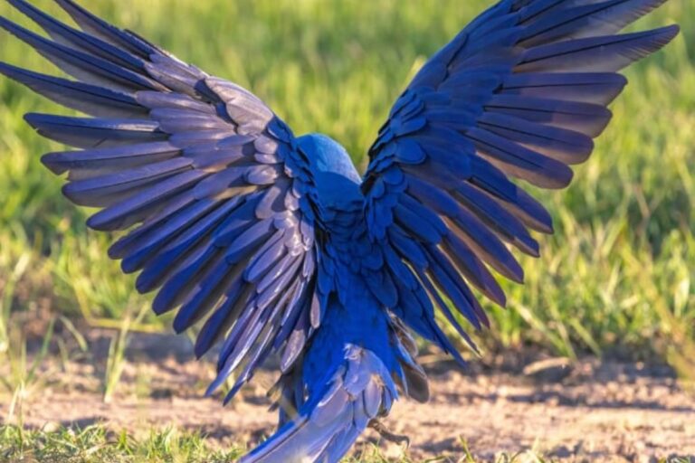 brincadeira-entre-araras-transforma-chao-do-pantanal-em-tapete-azul