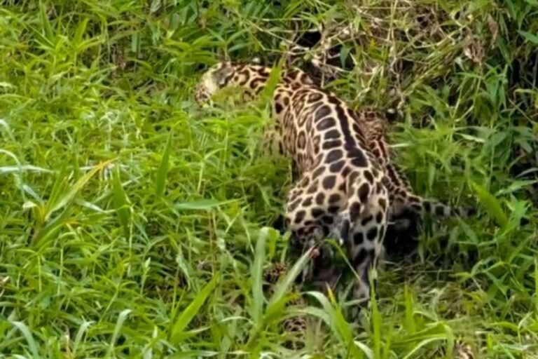 onca-ti-e-vista-com-os-3-filhotes-pela-primeira-vez