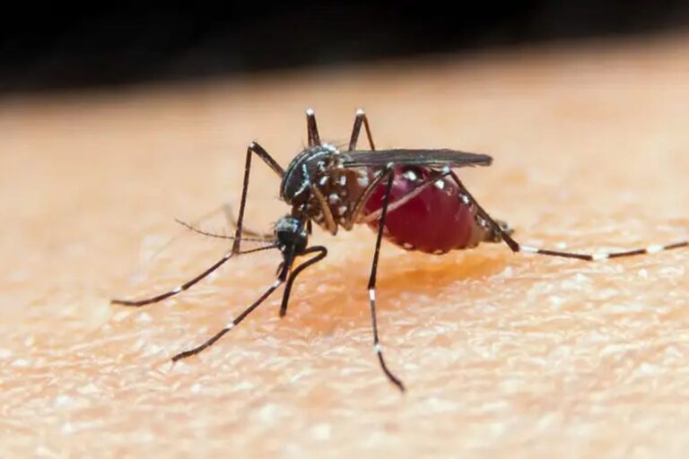 alerta-em-mt:-mais-de-500-casos-de-malaria-sao-registrados-em-9-meses