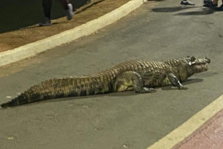 jacare-fecha-a-pista-de-caminhada-no-parque-das-aguas-em-cuiaba