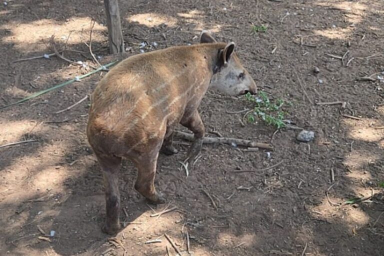 chance-de-amor:-casal-de-antas-e-aproximado-para-possivel-reproducao-em-mt