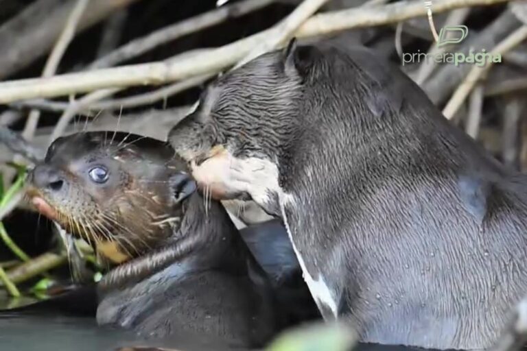 Cena encantadora: ariranha é vista em momento de cuidado com filhote no Pantanal cena-encantadora:-ariranha-e-vista-em-momento-de-cuidado-com-filhote-no-pantanal