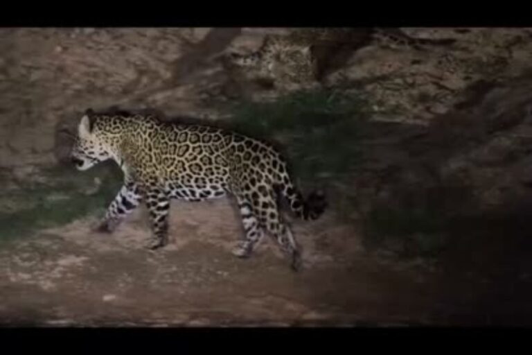 onca-baia-e-filmada-acasalando-e-cientistas-investigam-destino-dos-filhotes