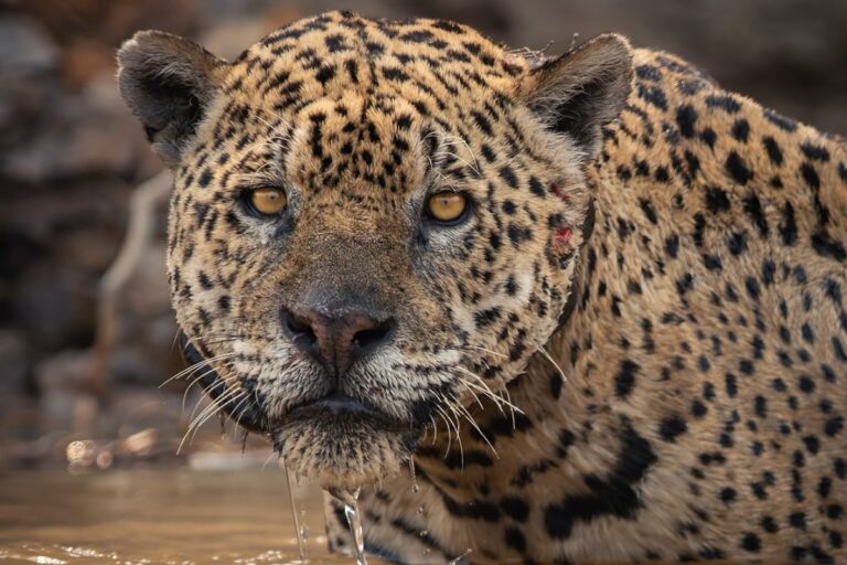 colar-com-gps-que-deveria-cair-continua-preso-a-onca-ousado