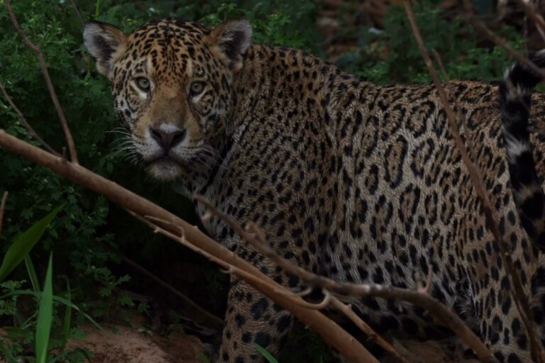 a-elegancia-da-onca-rafa-em-meio-ao-verde-vivo-do-pantanal