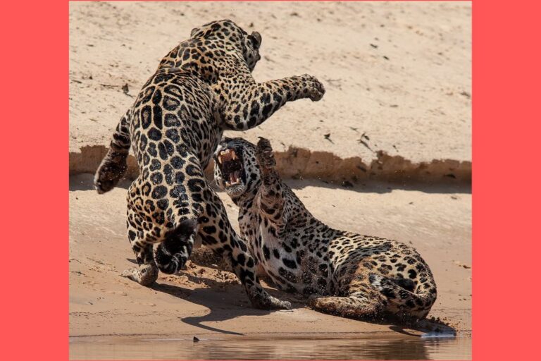 parece-briga,-mas-e-acasalamento:-fotografo-flagra-ritual-intenso-entre-oncas