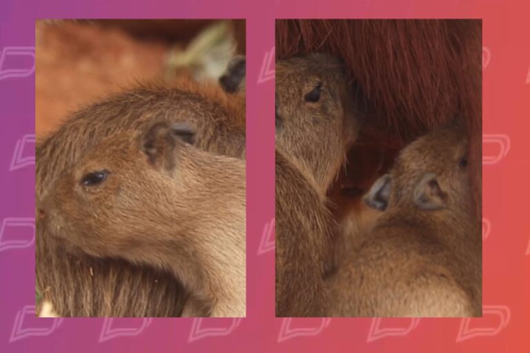 capivara-da-a-luz-4-filhotes-em-pousada-no-pantanal