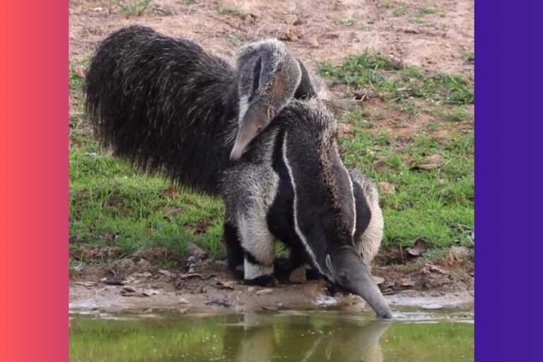 tamandua-e-vista-bebendo-agua-com-filhote-nas-costas-no-pantanal