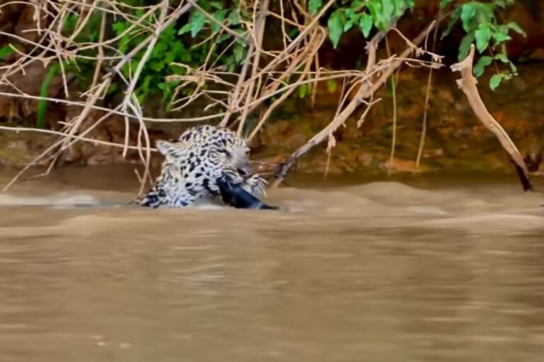 filhote-de-onca-aprende-a-nadar-agarrada-ao-rabo-da-mae-ibaca