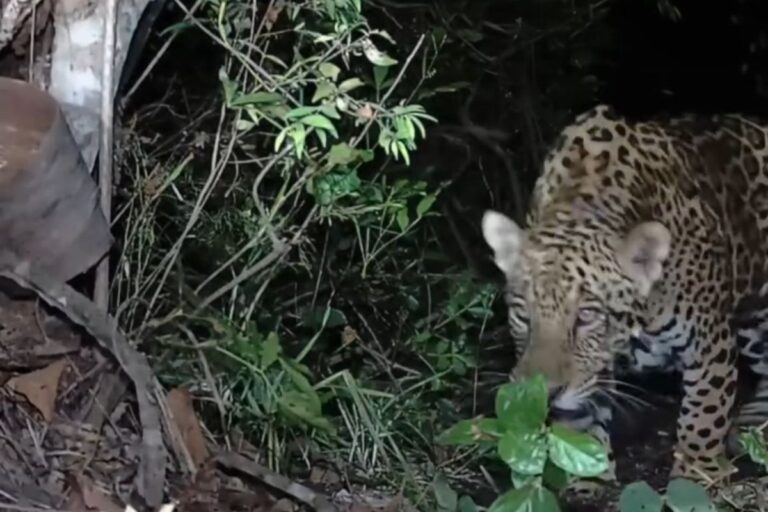 onca-da-chega-pra-la-na-irma-por-carcaca