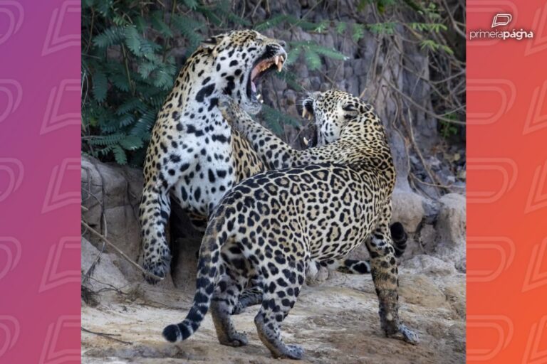 encontro-explosivo-entre-oncas-no-pantanal-de-mt-revela-ritual-de-acasalamento