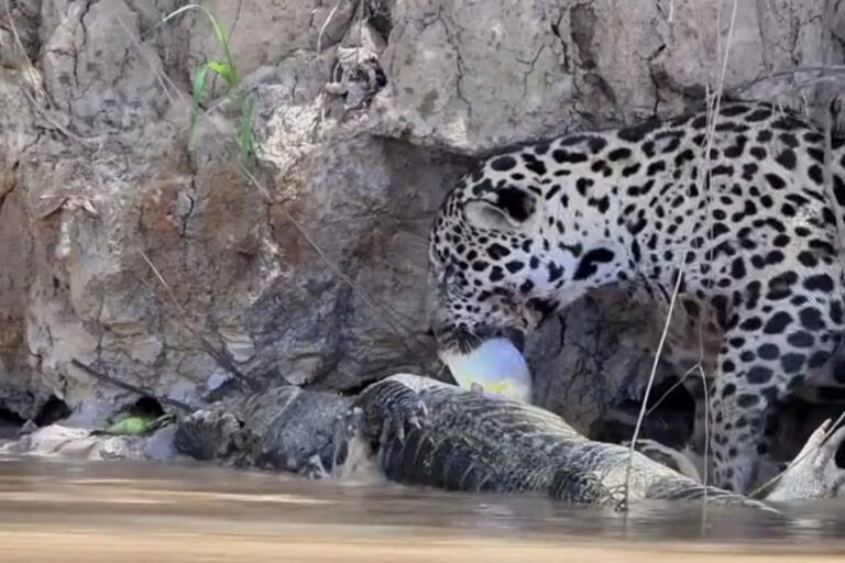 piranha-atraida-por-jacare-morto-e-capturada-por-onca-no-pantanal-e-consegue-escapar