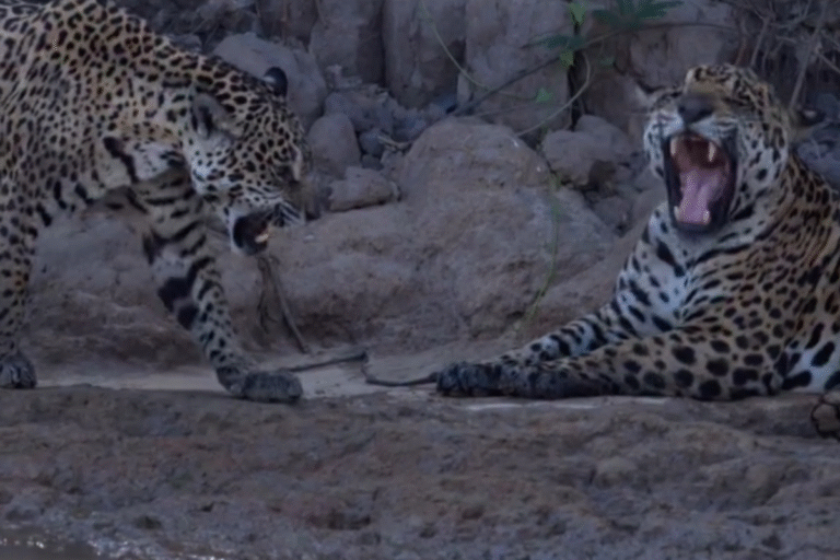 onca-femea-simula-cio-para-despistar-macho;-veja-video