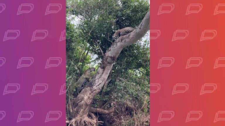 video:-encontro-raro-entre-oncas-pintadas-vira-um-verdadeiro-duelo-de-titas