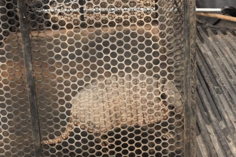 bombeiros-resgatam-tatu-galinha-em-confresa;-especie-e-essencial-para-o-equilibrio-do-cerrado