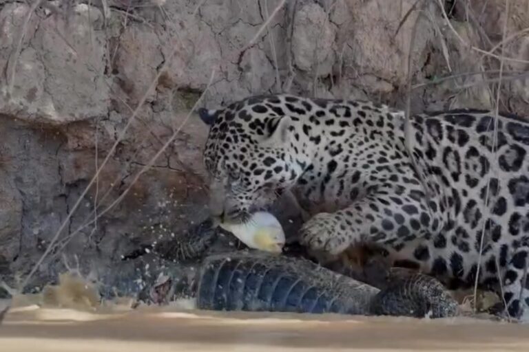 video:-onca-pesca-piranha-por-acaso