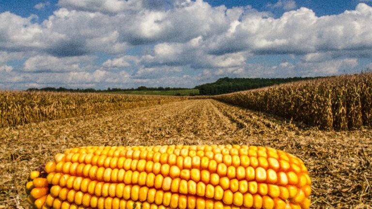 de-julho-a-outubro,-mato-grosso-embarcou-menos-milho-ao-exterior