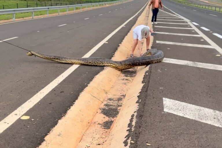 motoristas-salvam-sucuri-de-5-metros-de-ser-atropelada-em-rodovia