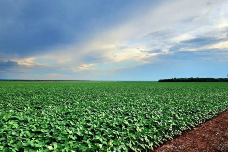 plantio-de-soja-alcanca-95%-da-area-total-em-ms