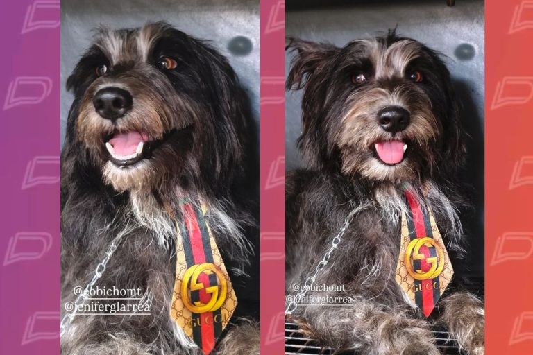 final-feliz:-tutora-reconhece-cao-que-estava-na-upa-e-animal-volta-para-a-familia