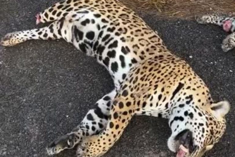 video:-duas-oncas-sao-mortas-por-atropelamento-na-rodovia-mt-560
