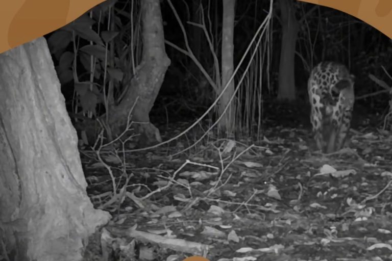 onca-pintada-monitorada-desde-2021-so-teve-um-lado-fotografado