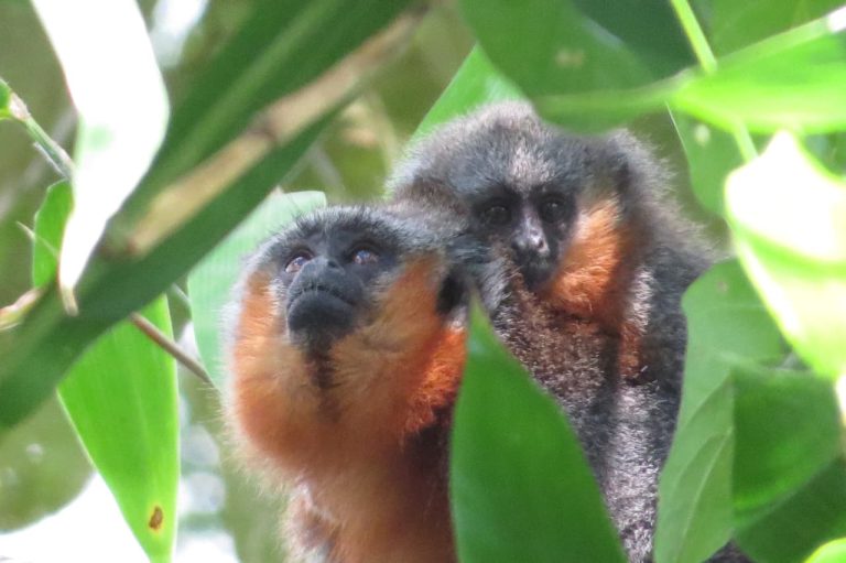 mae-e-filhote-de-zogue-zogue-sao-avistados-na-area-da-usina