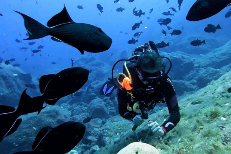 expedicao-brasileira-revela-novas-especies-no-fundo-do-mar;-confira-quais