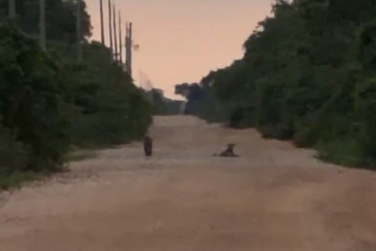 mae-e-filho:-oncas-sao-flagradas-em-estrada-na-transpantaneira